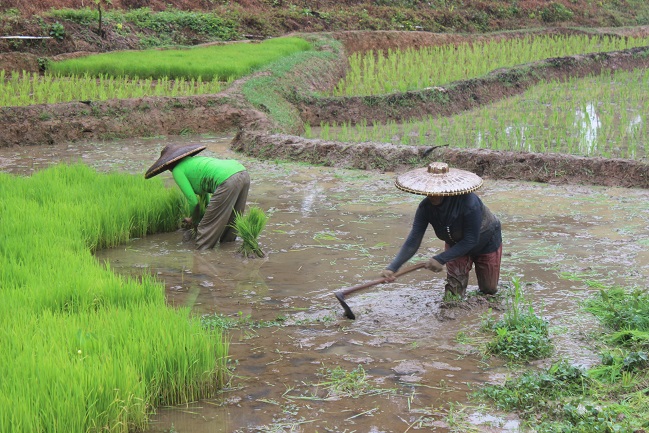Pertanian Berkelanjutan Perkuat Swasembada Pangan